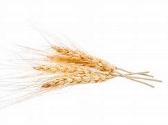 Image result for Wheat with White Background