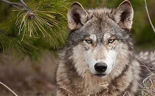 Image result for Animal Wallpaper Wolf