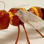 Image result for 3D Papercraft Bugs
