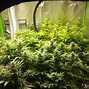 Image result for Complete Grow Tent Set Up