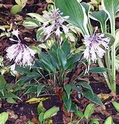 Image result for Hosta Wily Willy