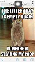 Image result for OH My Gosh Cat Memes