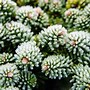 Image result for Abies procera Blaue Hexe