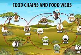 Image result for Poster Food Chain Cartoon