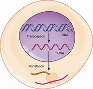 Image result for mRNA CDs