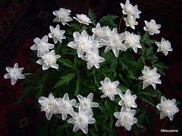 Image result for Anemone nemorosa Vestal 1J