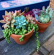 Image result for DIY Plant Display