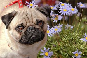 Image result for Pugs in Field