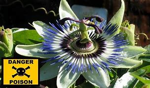 Image result for World's Deadliest Plant