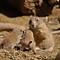 Image result for Prairie Dog Looking Animals