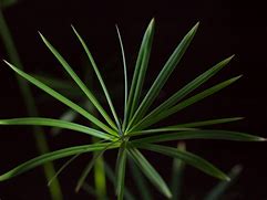 Image result for Umbrella Plant Varieties Cyperus