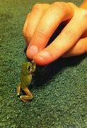 Image result for Frog and Toad Are Friends