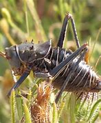 Image result for African Cricket Animal