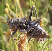 Image result for Cricket Looking Bug