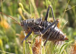 Image result for Cricket Insect