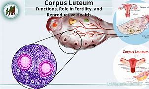 corpus luteum 的图像结果