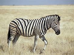 Image result for Zebra 430T