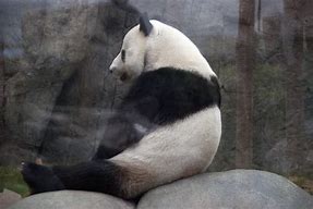 Image result for Panda Sitting