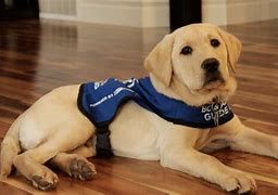 Image result for Los Angeles Zoo Service Dog