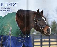 Image result for A.P. Indy