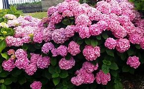 Image result for Hydrangea macr. Rosita