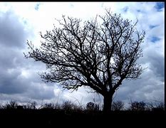 Image result for Single Tree