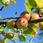 Image result for Apple Tree Cuttings