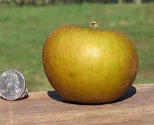 Image result for Rusty Coat Apple's