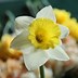 Image result for Narcissus Spoirot