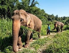 Image result for Chiang Mai Elephant