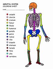Image result for Skeleton Color