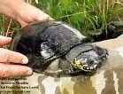 Image result for Pelusios bechuanicus