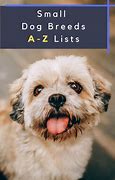 Image result for Small Dog Breeds Alphabetical