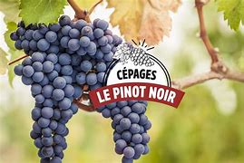 Bildergebnis für Meure's Pinot Noir d'meure