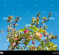 Image result for Little Apple Tree