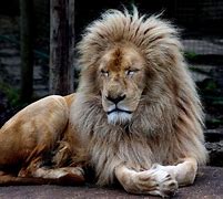 Image result for Albino Lion