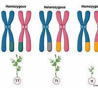 Image result for Homozygous Chromosome