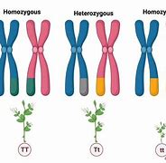 Image result for Drawings of Homozygous