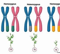 Image result for Homozygous Twins