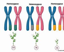 Image result for Example of Double Homozygous