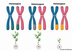 Image result for Homozygous and Heterozygous Eukaryotic Cell