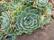 pianta grassa da interno echeveria pianta grassa da eseterno resistente al freddo pianta grassa da interno echeveria pianta grassa da eseterno resistente al freddo