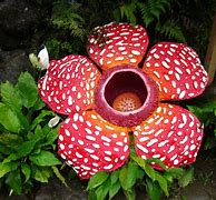 Image result for Largest Flower Rafflesia