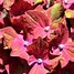 Image result for Hydrangea macrophylla Schloss Wackerbarth