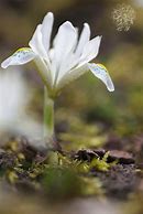 Image result for Iris reticulata Polar Ice