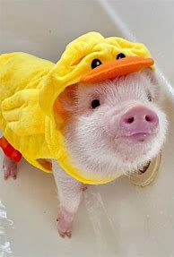 Image result for Pig Holding Phone