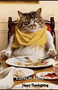 Image result for Cat Eating Lunch