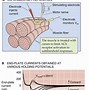 Image result for Neuron and Neuromuscular Junction