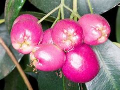 Image result for Syzygium Oleosum
