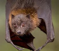 Image result for Fruit Bat Willy